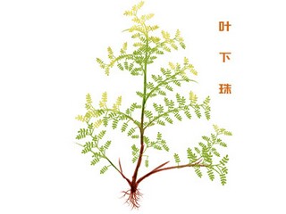 详细简历(详细简历应该包括什么)
